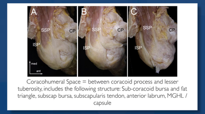 The Shoulder: An Integrated Approach to Manual Therapy and Rehab